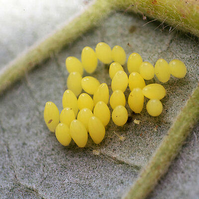 Adalia bipunctata στάδιο αυγού