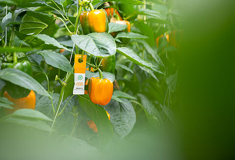 Προληπτικά μέτρα για αλλεργίες στα προϊόντα