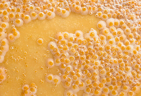 Λευκή ψώρα των εσπεριδοειδών