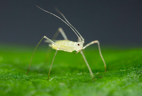 Large raspberry aphid