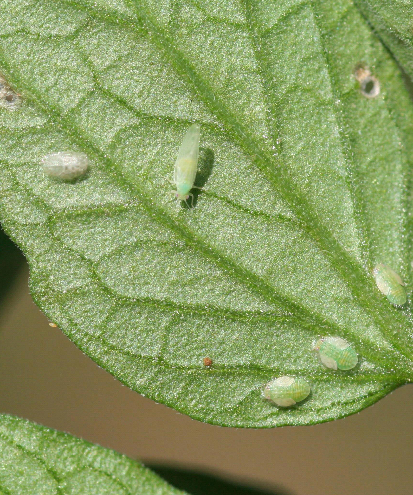 Λίστα ελέγχου επικονίασης Τομάτα