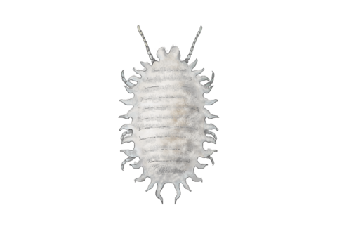 Ψευδόκοκκοι και κοκκοειδή