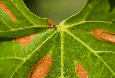 Ασθένεια του Pierce