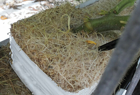 Ασθένεια υπερβολικής ανάπτυξης ριζών, τριχωτών ριζών, βακτηριακού οιδήματος