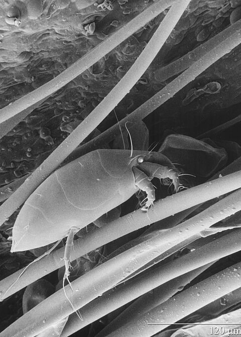 Άκαρι του κυκλάμινου