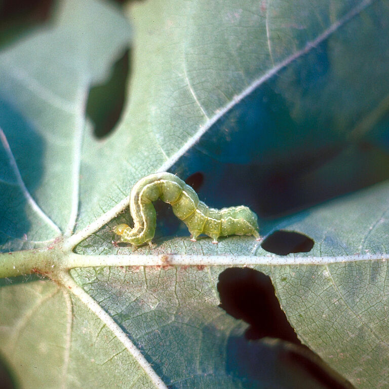 Cabbage looper Trichoplusia ni