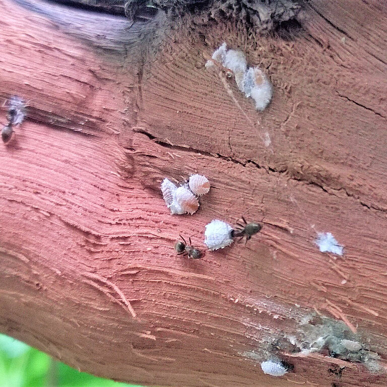 Grape mealybug Planococcus ficus infestation