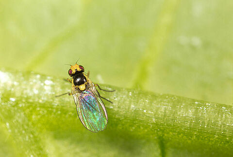 Liriomyza bryoniae