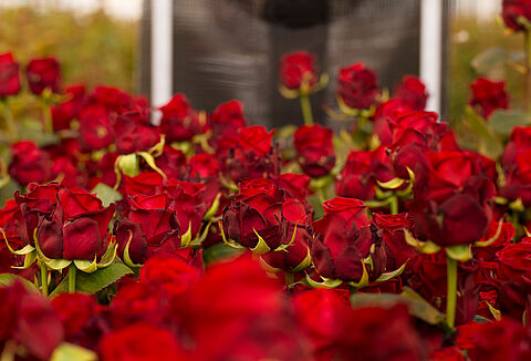 Τριαντάφυλλο