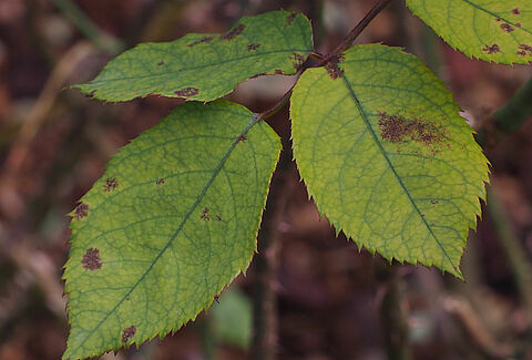 Περονόσπορος της τριανταφυλλιάς