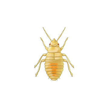 Orius laevigatus νεαρή νύμφη