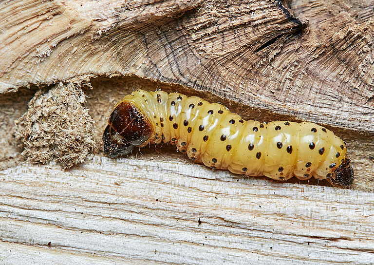 Larva of wood leopard moth Zeuzera pyrina on tree bark