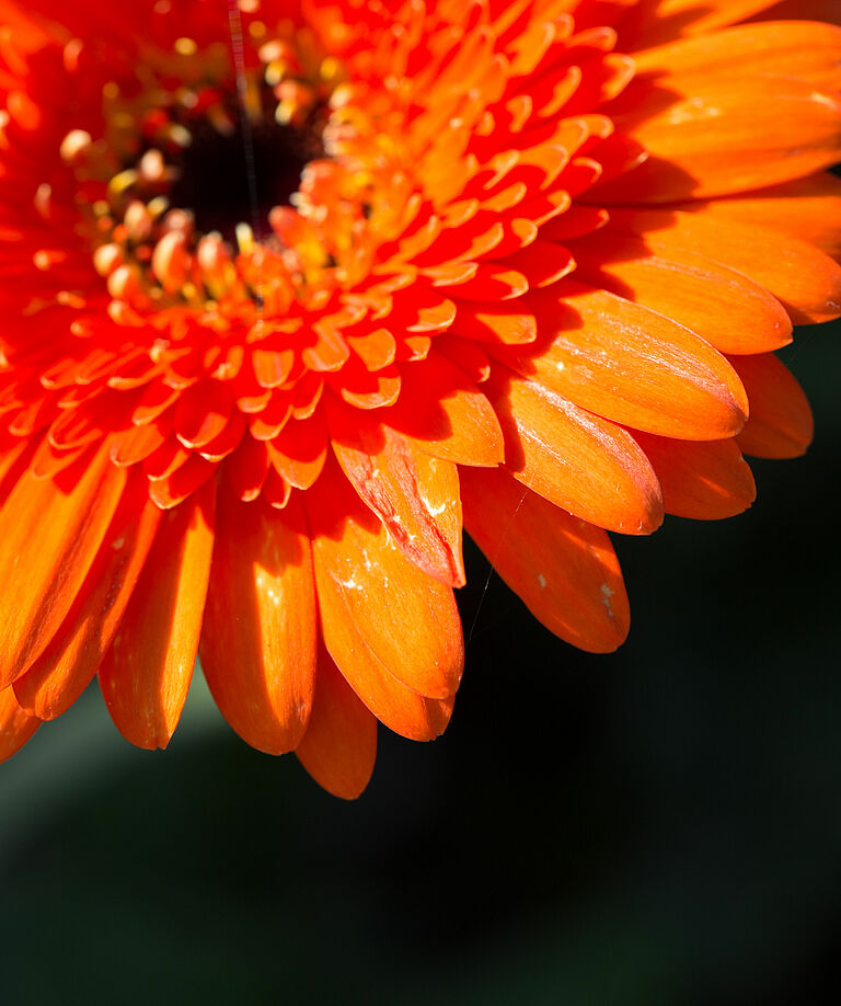 Western Flower Thrips Frankliniella occidentalis damage on a chrysanthemum flower