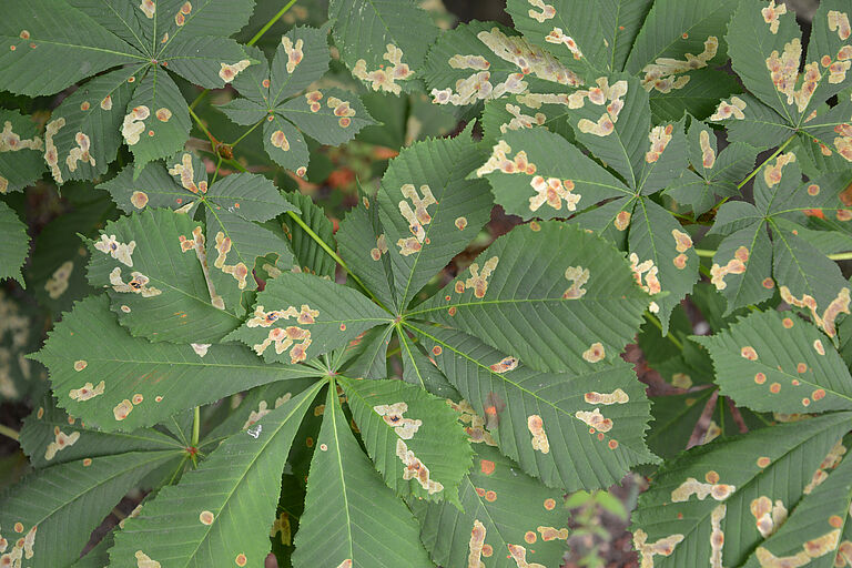 Horsechestnut leafminer Cameraria ohridella Damage on chestnut
