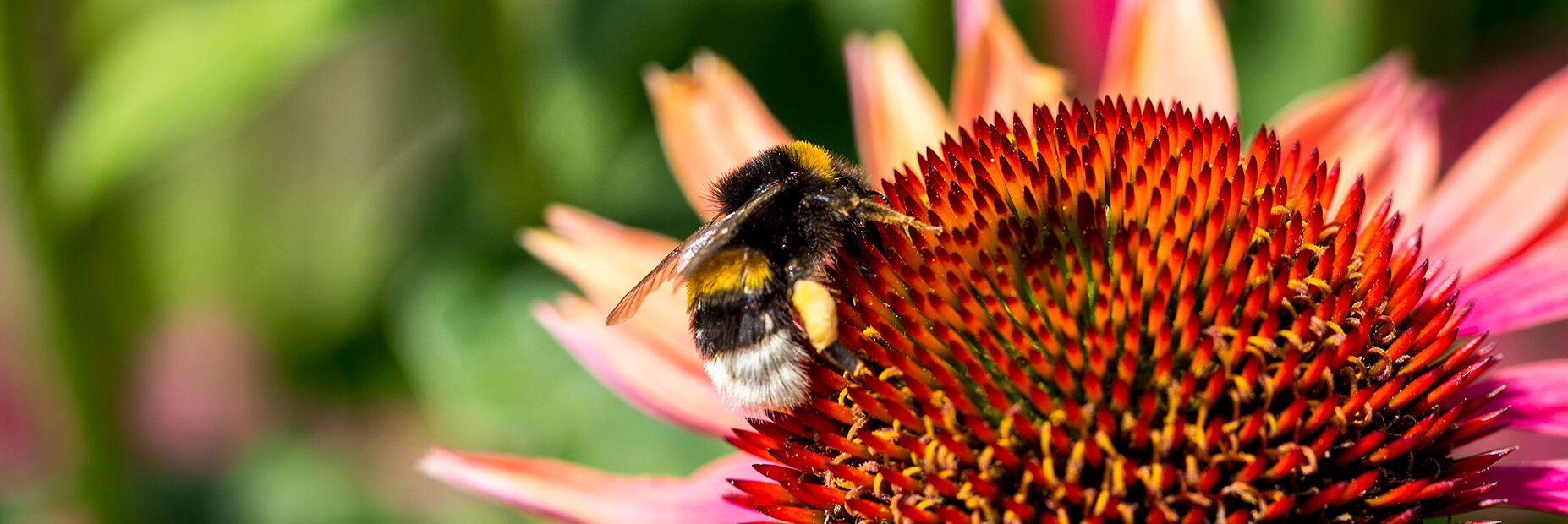 Τσιμπήματα από μέλισσες
