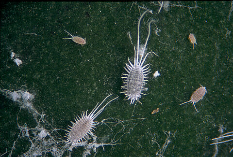 Pseudococcus longispinus