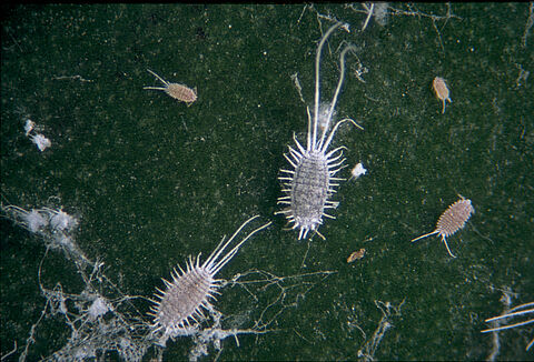 Pseudococcus longispinus