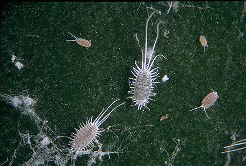 Pseudococcus longispinus