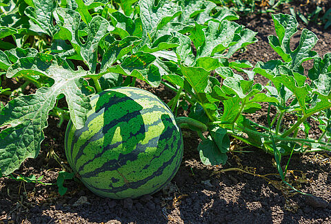 Melon