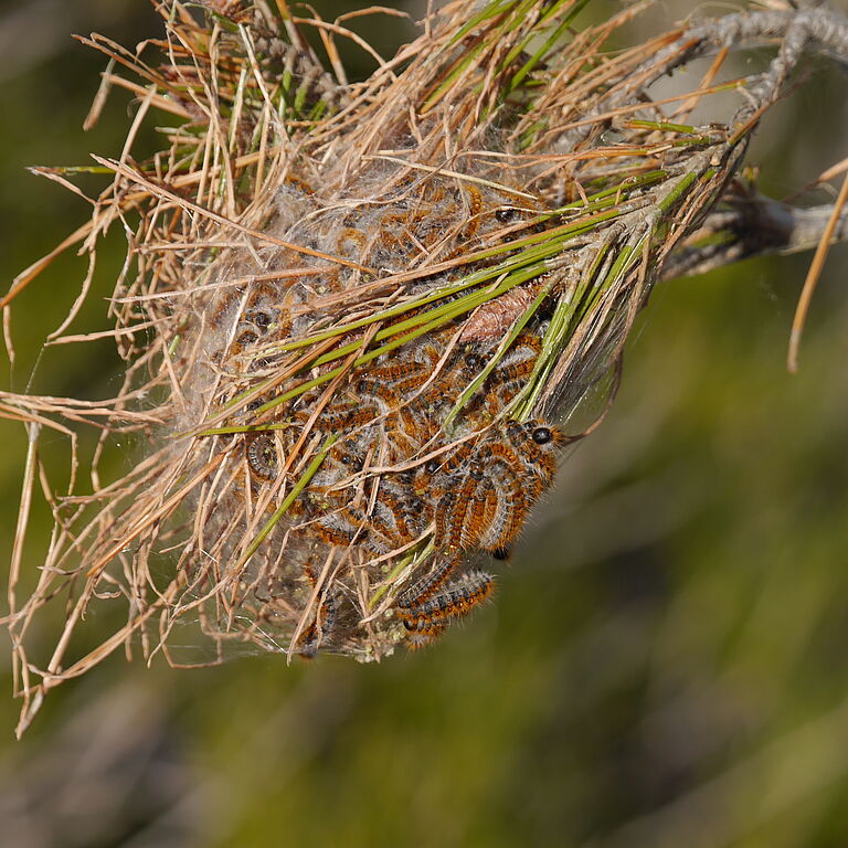 Nest of Pine processionary moth Thaumetopoea pytiocampa