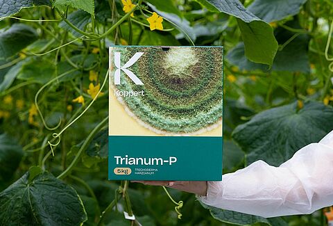 Το Trianum ελέγχει αποτελεσματικά το Pythium στο αγγούρι