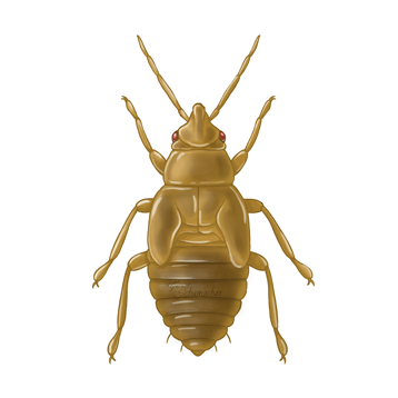 Orius laevigatus παλαιότερη νύμφη