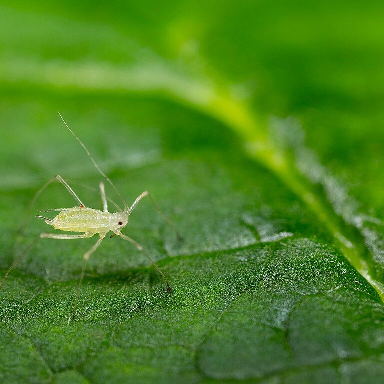 Large raspberry aphid Amphorophora idaei on leaf