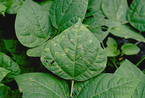 Ριζοκτόνια