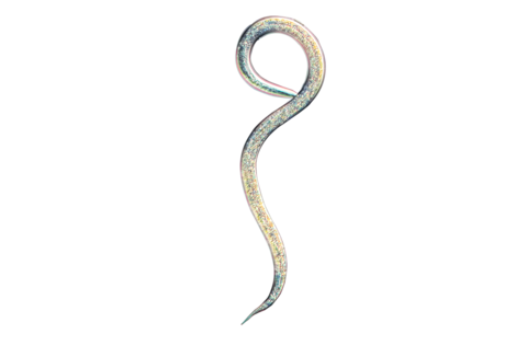 Καταπολέμηση παρασίτων