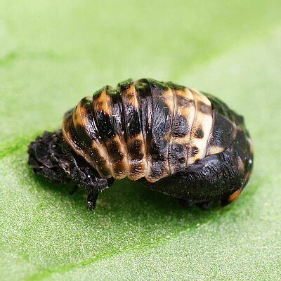 Adalia bipunctata στάδιο νύμφης