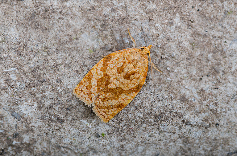 Summer fruit tortrix Adoxophyes orana adult stage