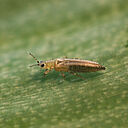 Female Onion thrips Thrips tabaci