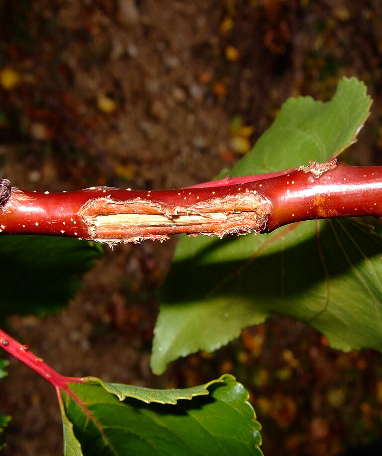 Capnodis tenebrionis Beetle Damage on branches