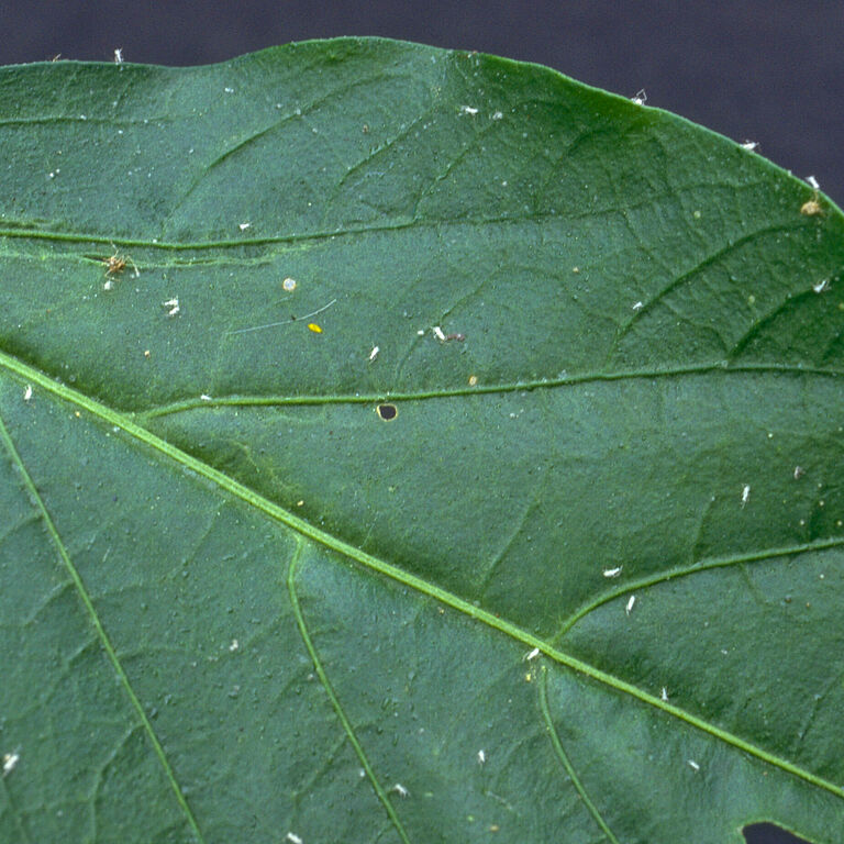 Leaf damage caused by Peach-potato aphid Myzus persicae subsp. nicotianae