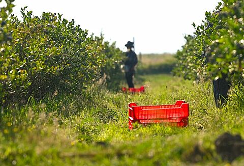 Ναι, είμαι ικανοποιημένος με το Natupol Booster και τις υπηρεσίες της Koppert!