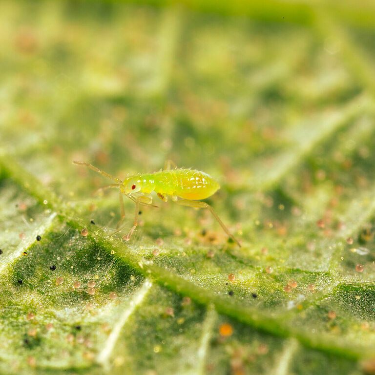 Macrolophus pygmaeus νεαρή νύμφη