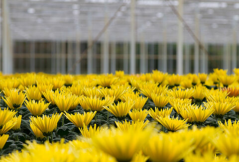 Χρυσάνθεμο