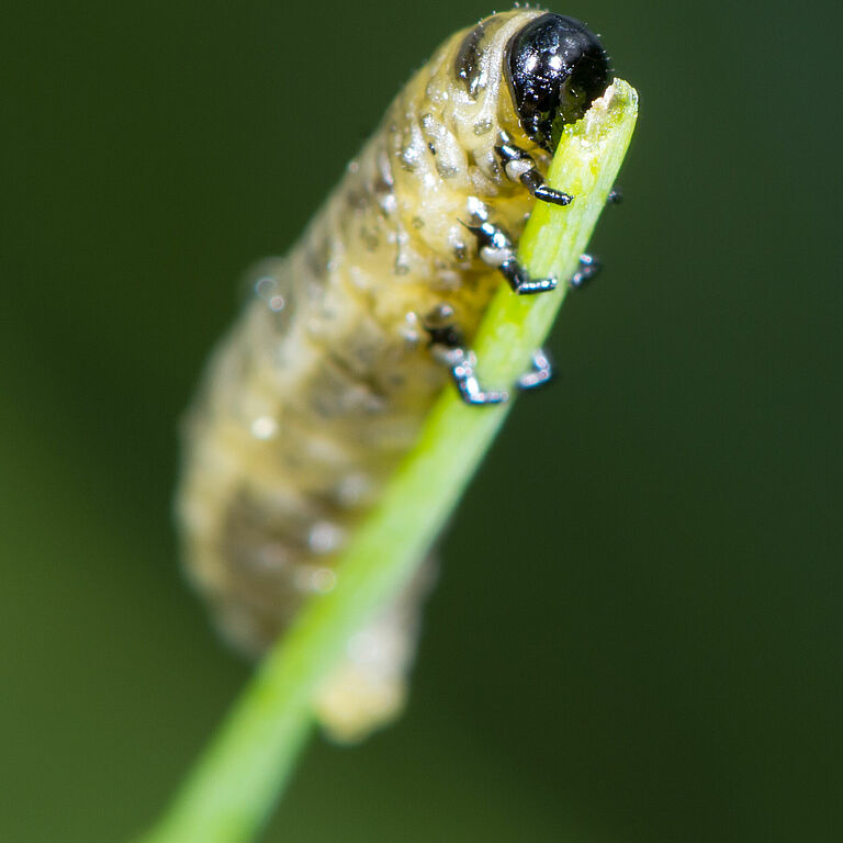 Asparagus beetle Crioceris asparagi Larval stage