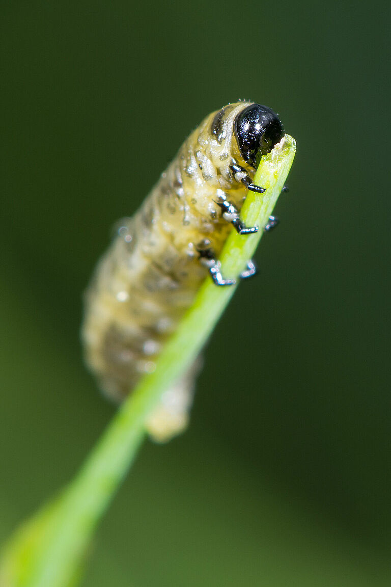 Asparagus beetle Crioceris asparagi Larval stage
