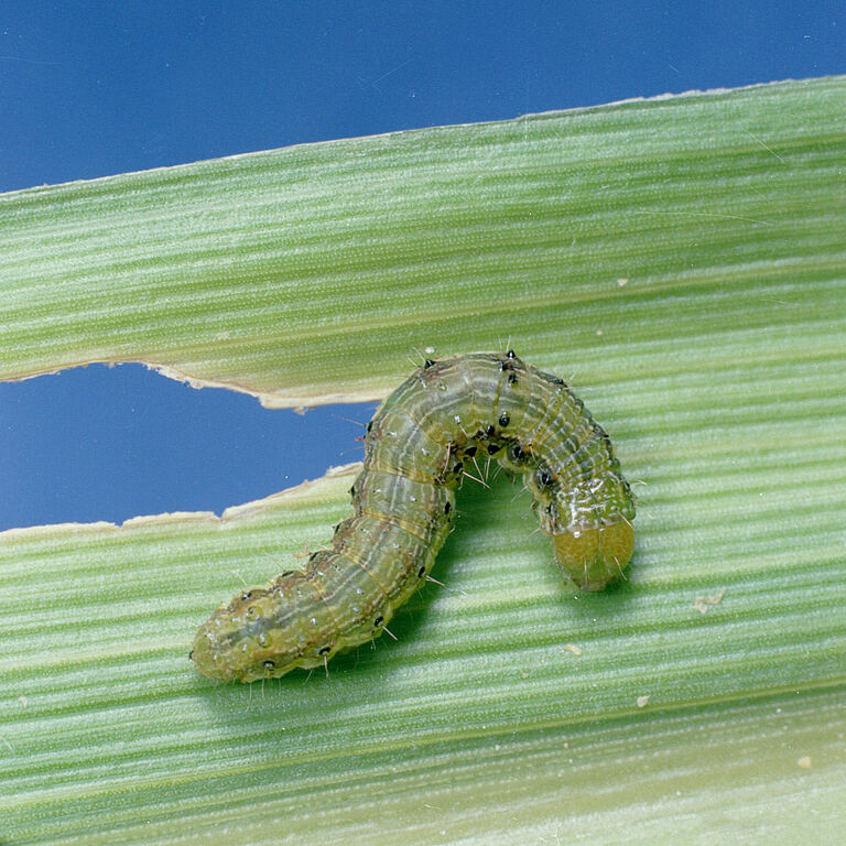 Larva of the Bollworm Helicoverpa zea