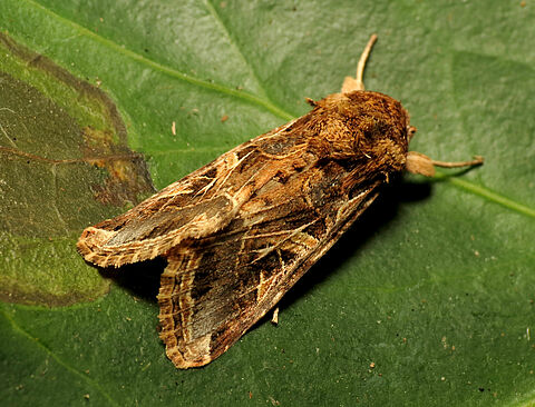 Σκώληκας του βαμβακιού