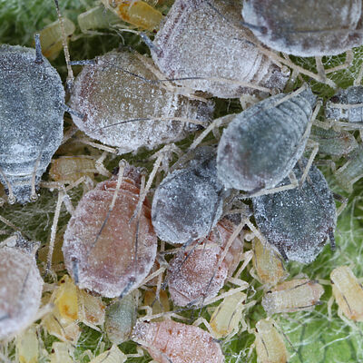 Rosy Apple Aphid Dysaphis plantaginea colony