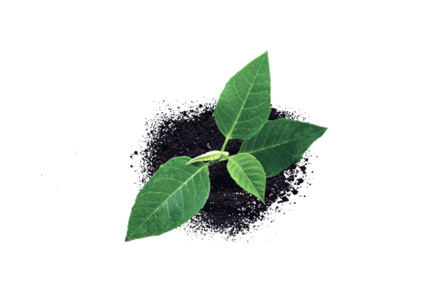 Υγεία των φυτών