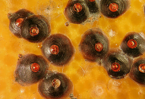 Μαύρη ψώρα των εσπεριδοειδών