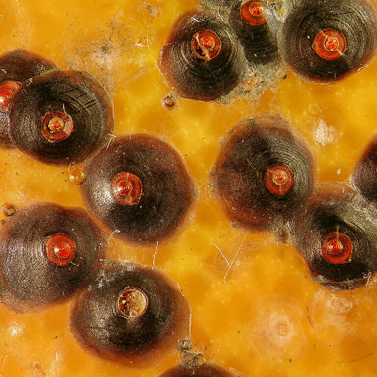 Circular scale Chrysomphalus aonidum