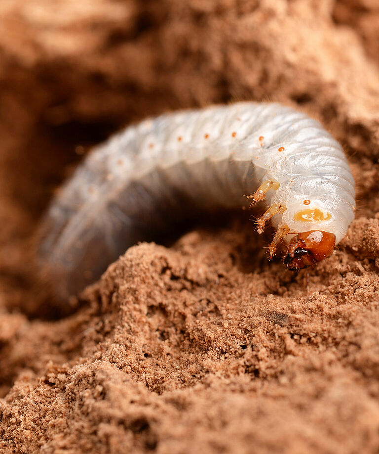 Larva of the Red palm weevil Rhynchophorus ferrugineus