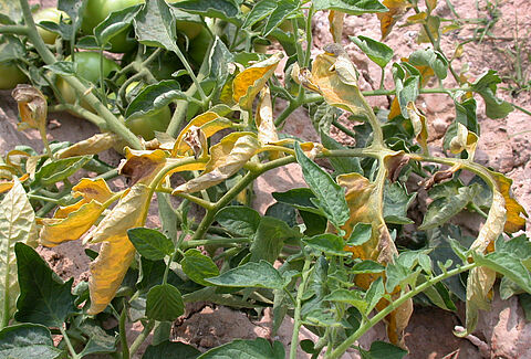 Fusarium oxysporum