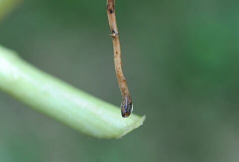 Μαύρη σήψη ριζών κολοκυθοειδών