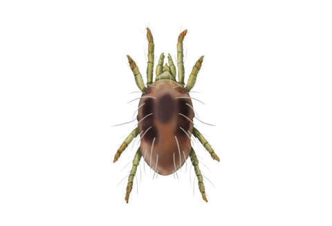 Τετράνυχοι και άλλα ακάρεα