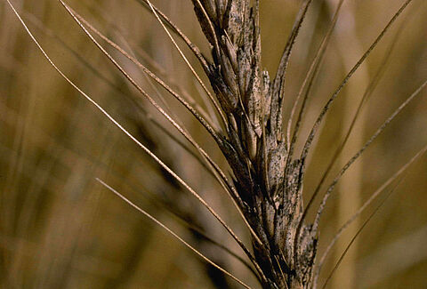 Gibberella zeae (Fusarium graminearum)